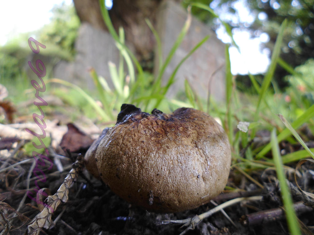 puffball in church