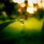 Dew Drop