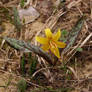 adders tongue wild flower