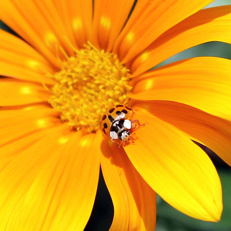 Ladybug in disguise