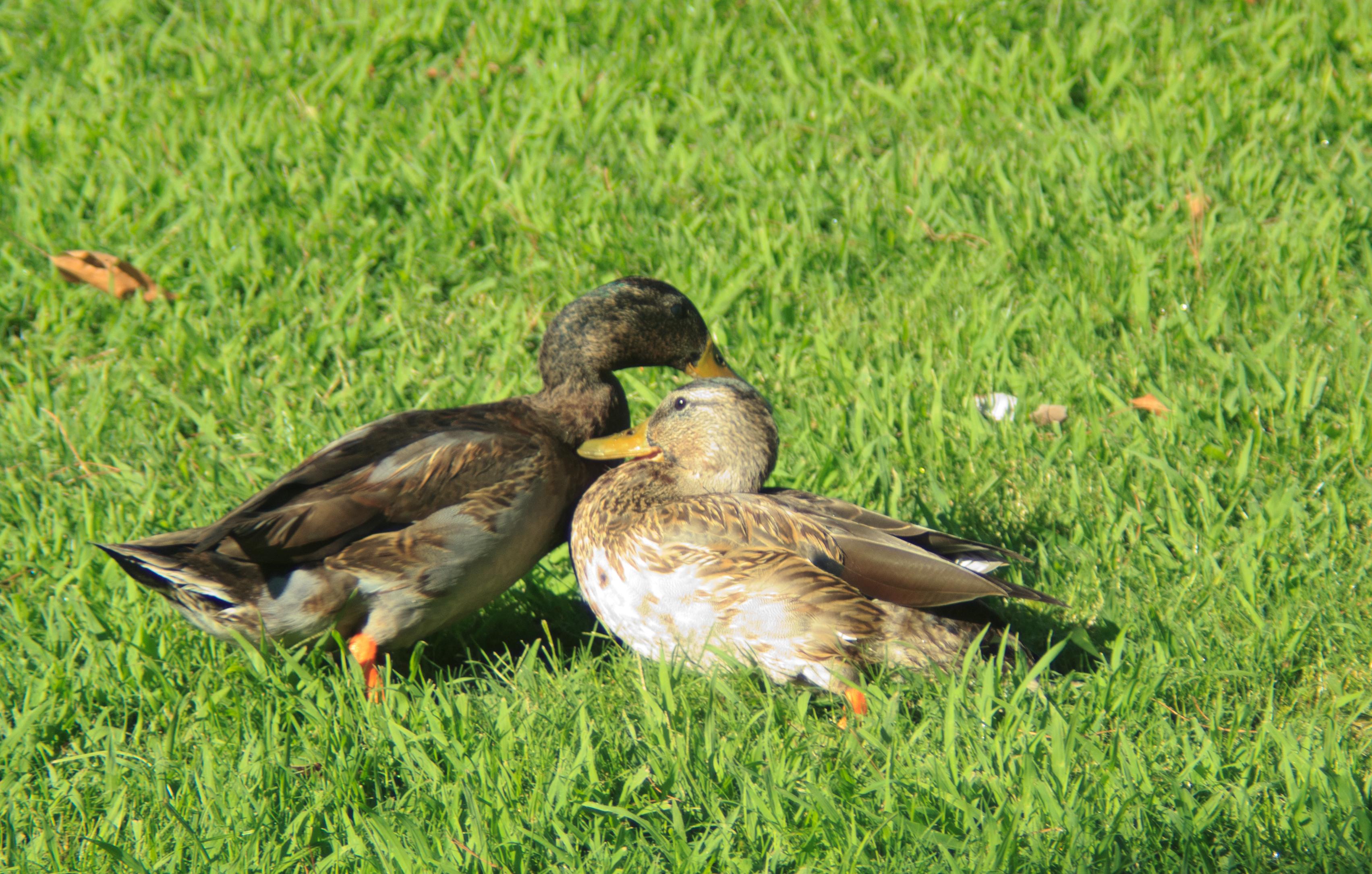 Duck Fight