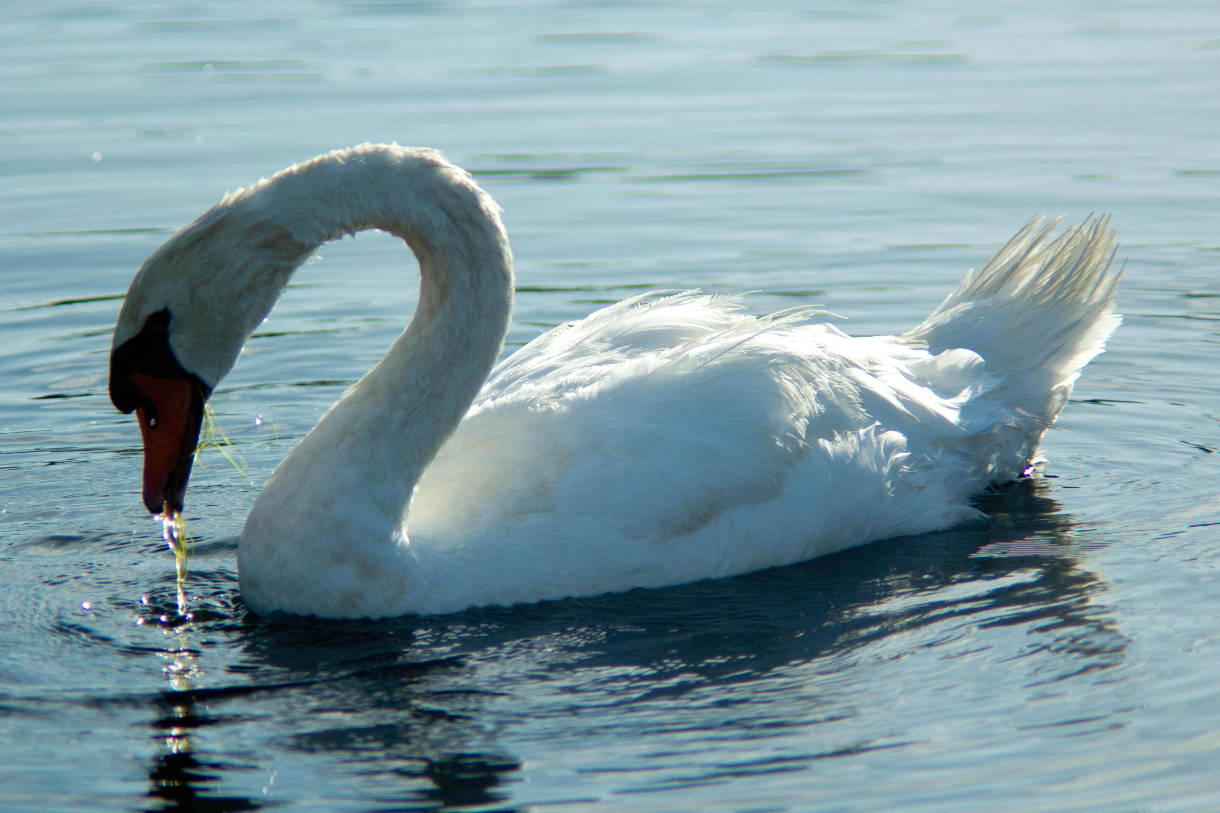 Crystal Swan