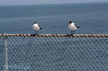 The Gulls