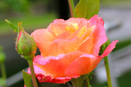 multi-colored rose