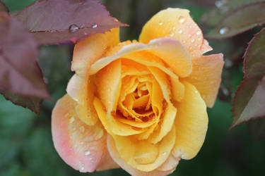 orange rose