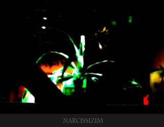 NARCISSIM