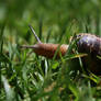 Ensalada de caracol