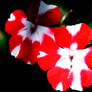 Pinta mi flor