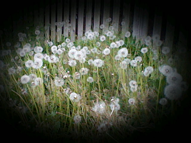 wild flowers 2