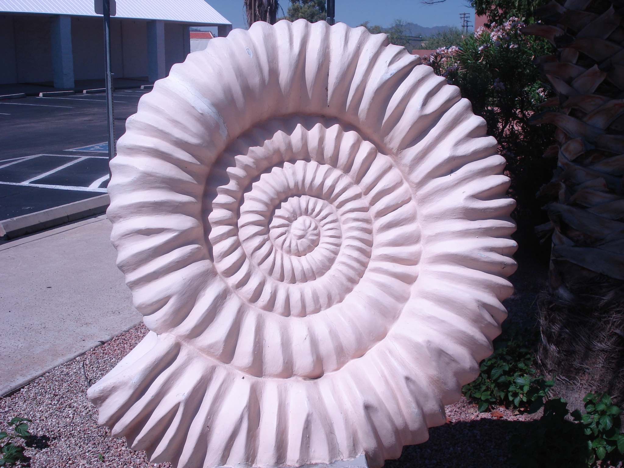 Sea Shell 2