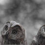 Owls