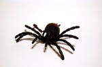 275 - spider by lonesome-stock
