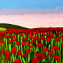 Poppy field