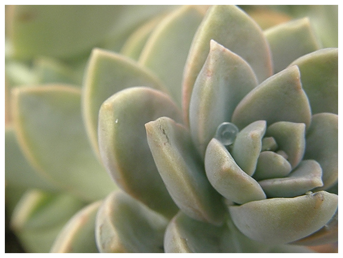 Hen and Chicks