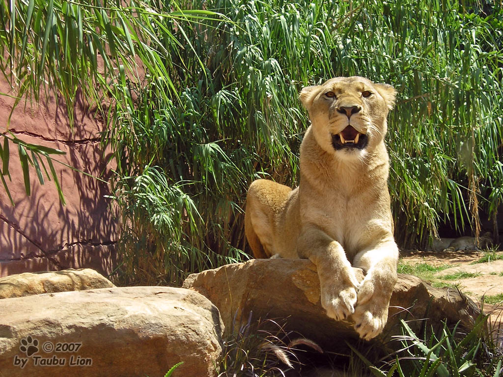 Lioness