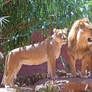 Lions