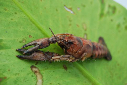 Crayfish from the Mueritz