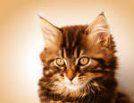 Kimba Portrait - Maine Coon Cat by Manu34