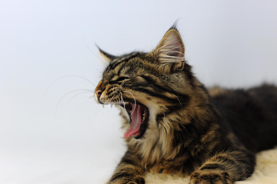 Yawning (4) by Manu34
