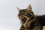 YAWNING (5) by Manu34