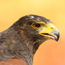 Golden Eye  -  Harris Hawk Portrait