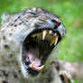 The Powerful Snow Leopard