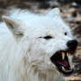 White Wolf Warrior