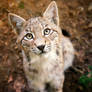 Take me with you - Lynx Cub