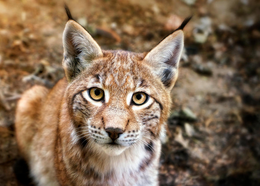 Who are you? - Lynx Cub by Manu34