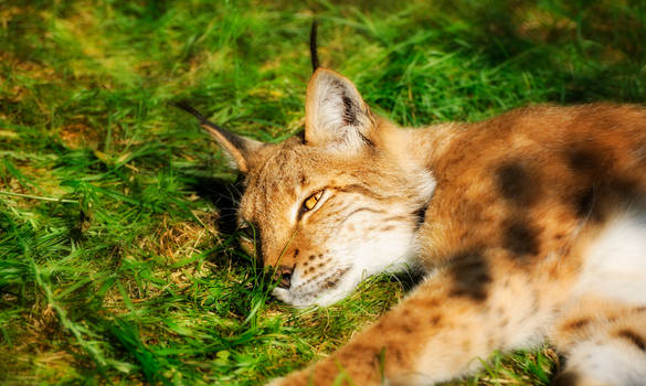 Sunbathing