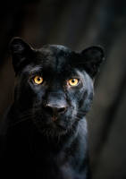 Black Beauty - Panther Portrait