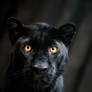 Black Beauty - Panther Portrait