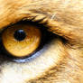 Lion's Golden Eye