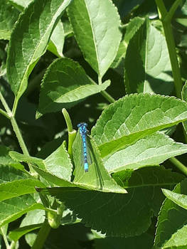 Azure Damselfly