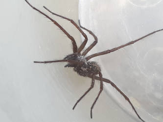 House Spider 