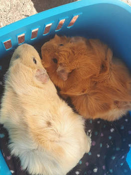 My 2 guinea pigs