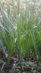 Emerald Green Tall Grasses From The Deep