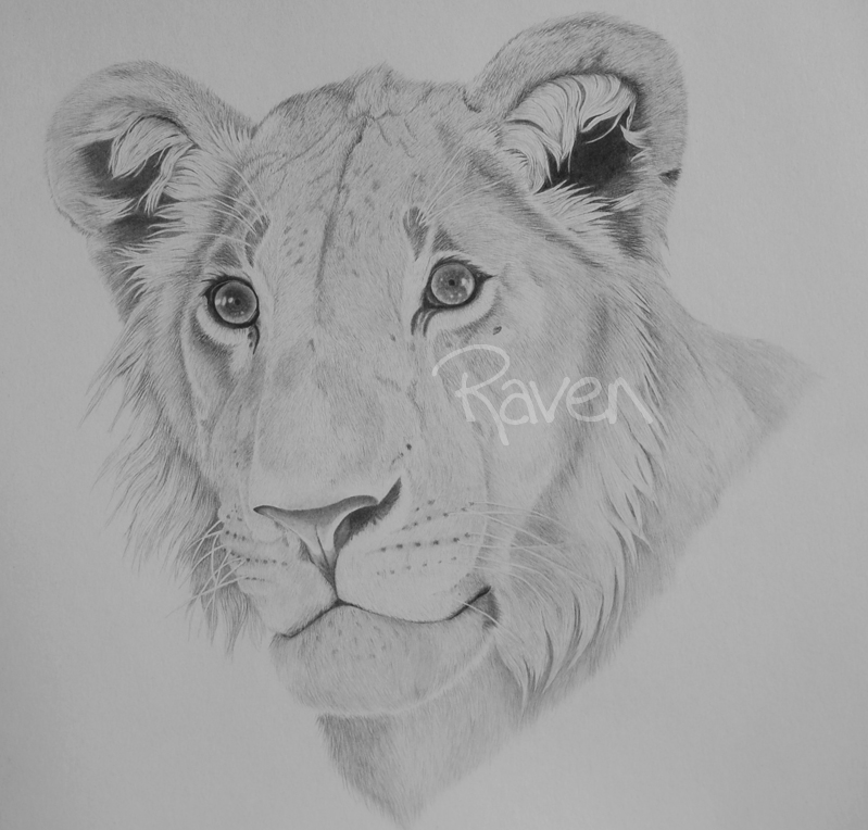 Lion by LittleMissRaven