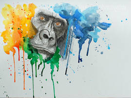 Gorilla - Hidden in color