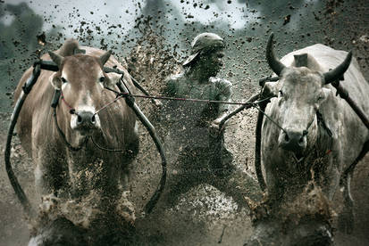 cow race 2