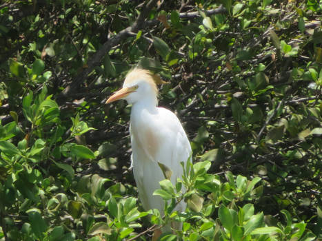 Cattle Egret