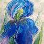 iris of blue