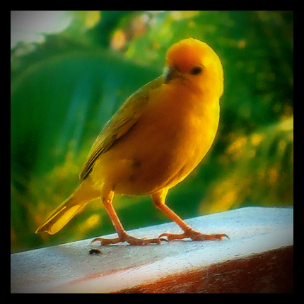 Yellow bird