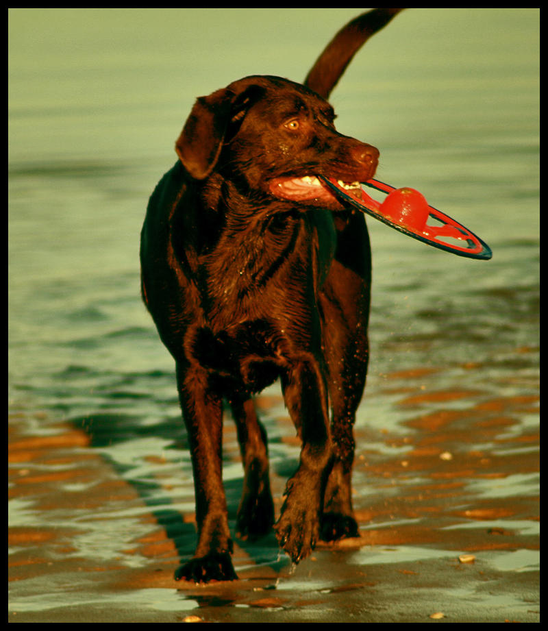 Fun on the beach