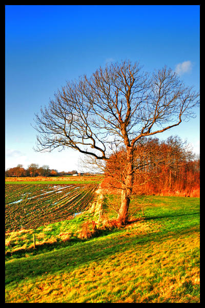 Lonely Tree - HDR