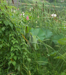 Cattails and Lotus