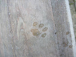 Pawprint in the Frost