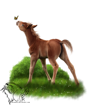 Foal