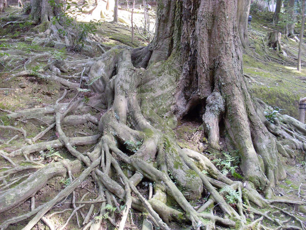 Interesting Roots by Serafyr on DeviantArt