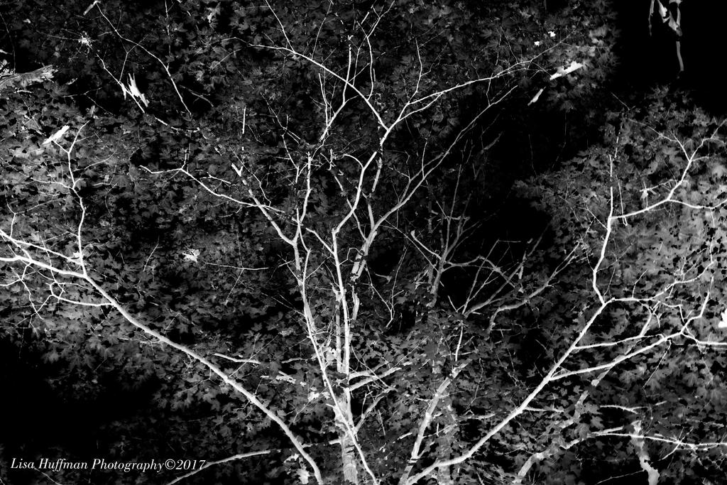 Inverted tree by lisahuffman2001 on DeviantArt